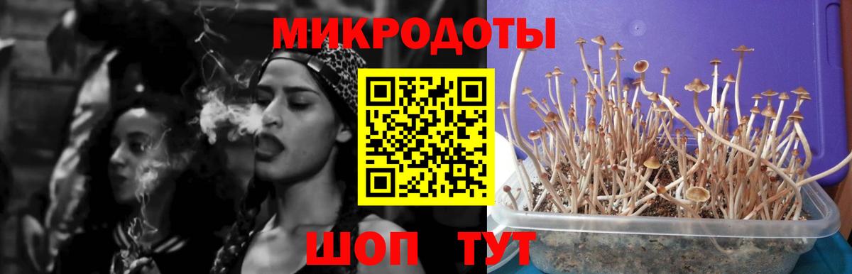 Псилоцибиновые грибы Cubensis Сафоново